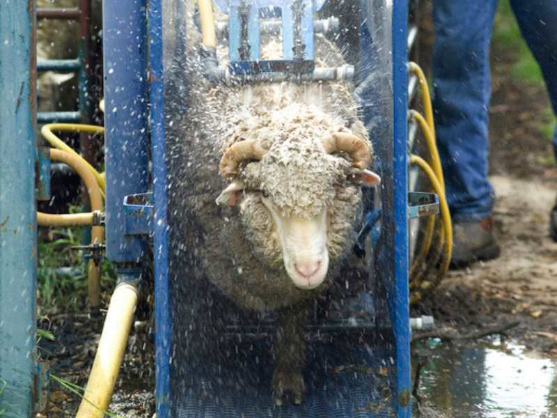 sheep-img sheep