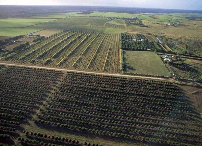 Agriculture